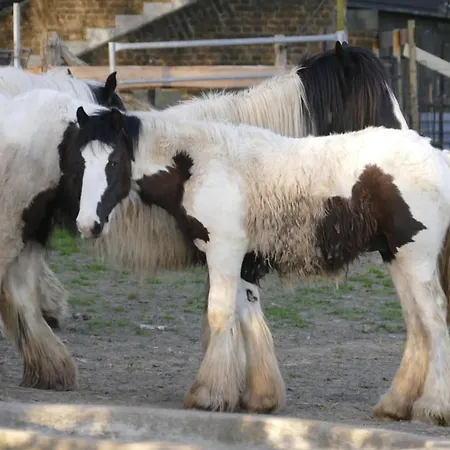 Meschermolen 12 إيجسدين