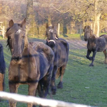 شقة Meschermolen 12 إيجسدين