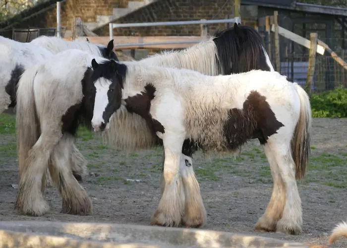 Meschermolen 12 爱斯登