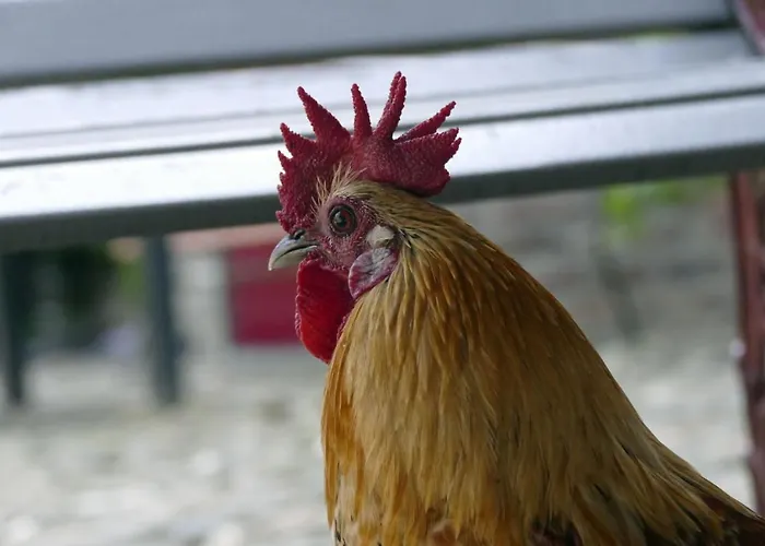 Апартаменты Meschermolen 12