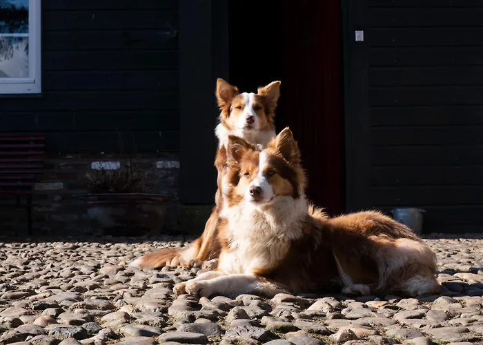 Meschermolen 12 公寓 爱斯登