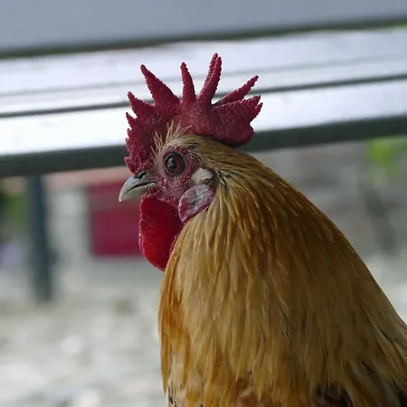 Daire Meschermolen 12